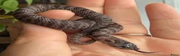 Snake reptiles for sale: Various Western Hognose Hatchlings - Advert 11