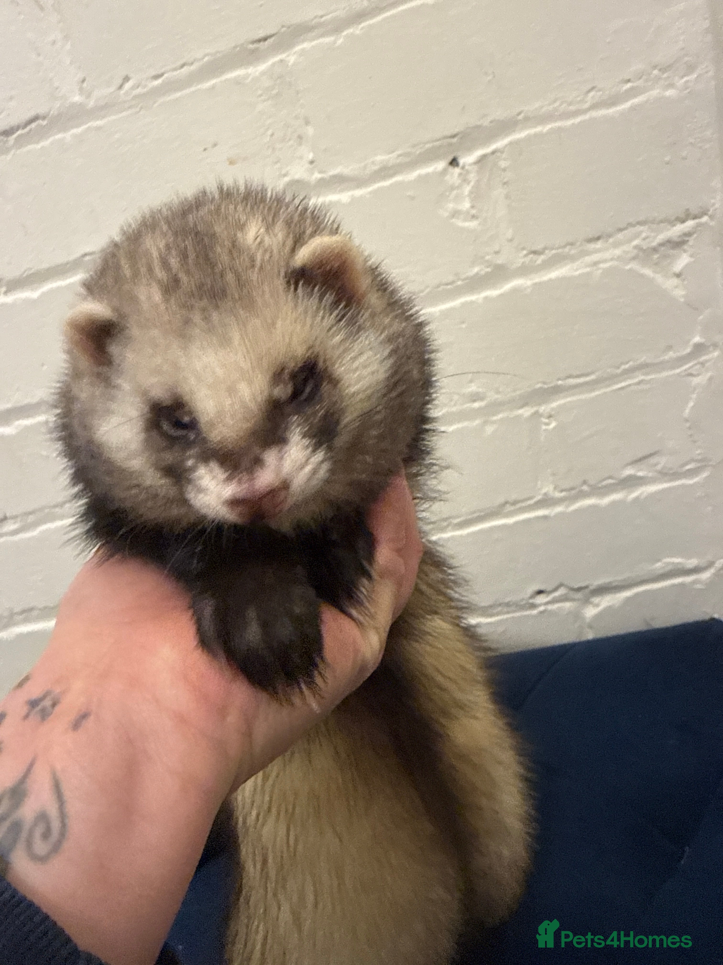 Ferret rodents X2 bonded brother ferret super tame  - Advert 1