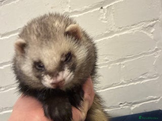 Ferret rodents X2 bonded brother ferret super tame - Advert 1