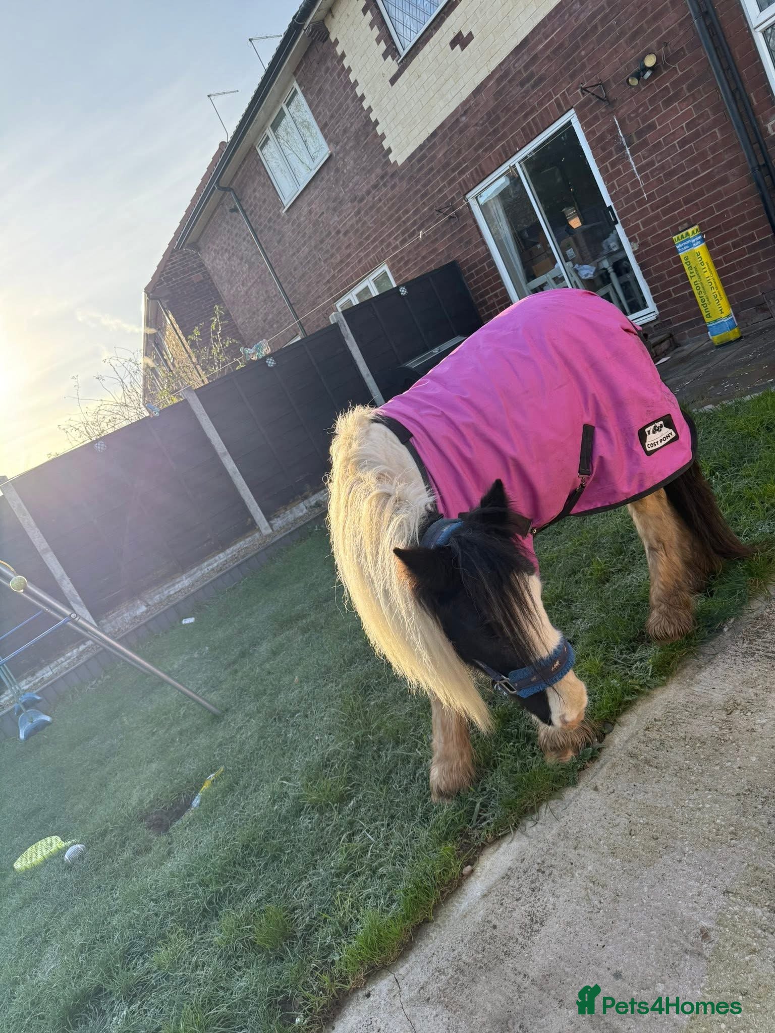 Irish Cob horses Sandy 11.2/3hh Rising 4 years old - Advert 1