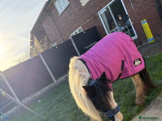 Irish Cob horses Sandy 11.2/3hh Rising 4 years old - Advert 2