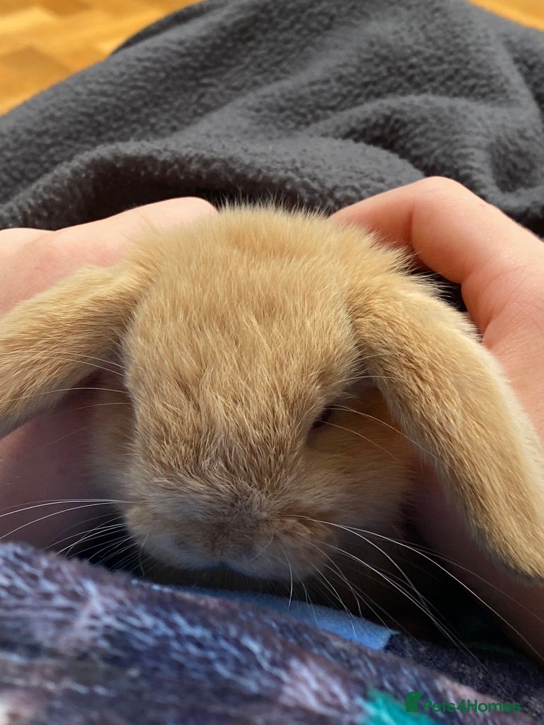 Mini Lop rabbits for sale: Two mini lops for sale - Image 5