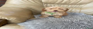 Cavapoo 6