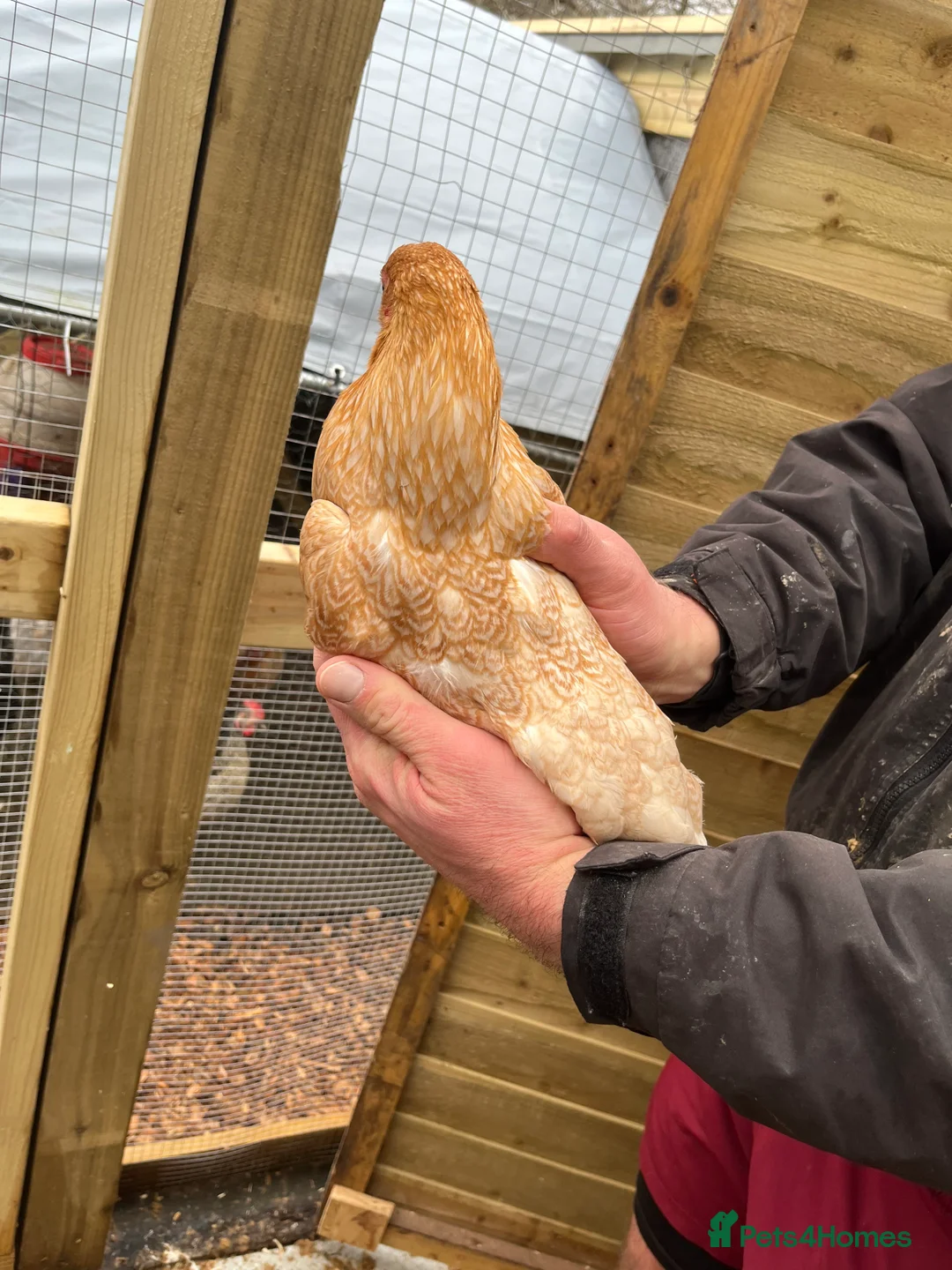 Chickens poultry for sale: Chicks, pullets, cockerels  - Advert 35