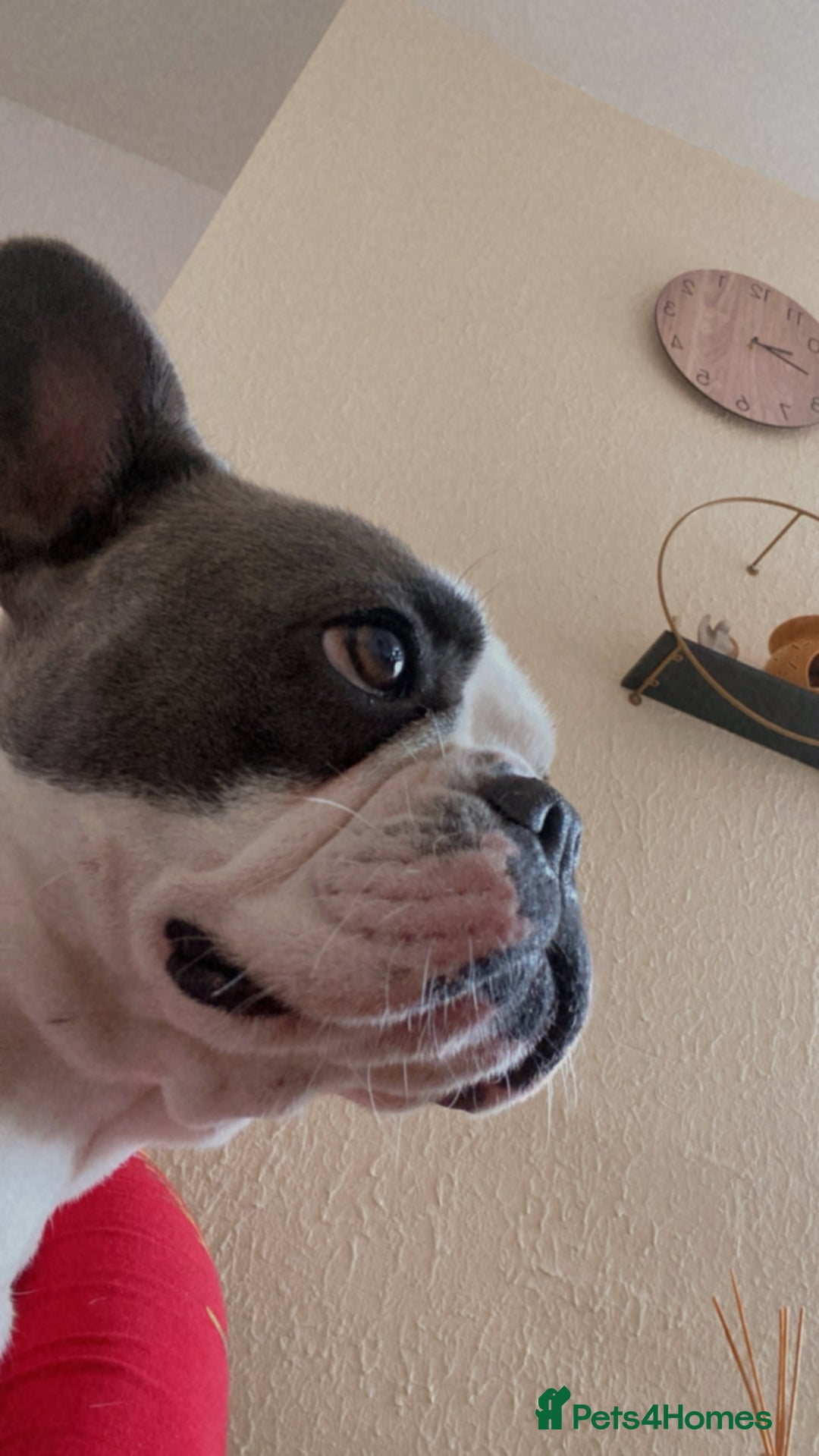 French Bulldog dogs for sale: French Bulldog  - Image 5
