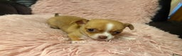 Chihuahua dogs for sale: Tiny Chihuahua puppy for sale  - Advert 9