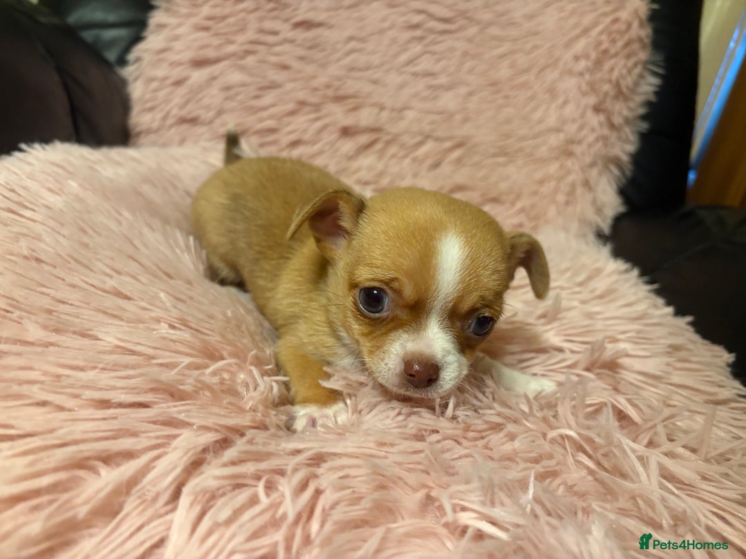 Chihuahua dogs for sale: Tiny Chihuahua puppy for sale  - Advert 9