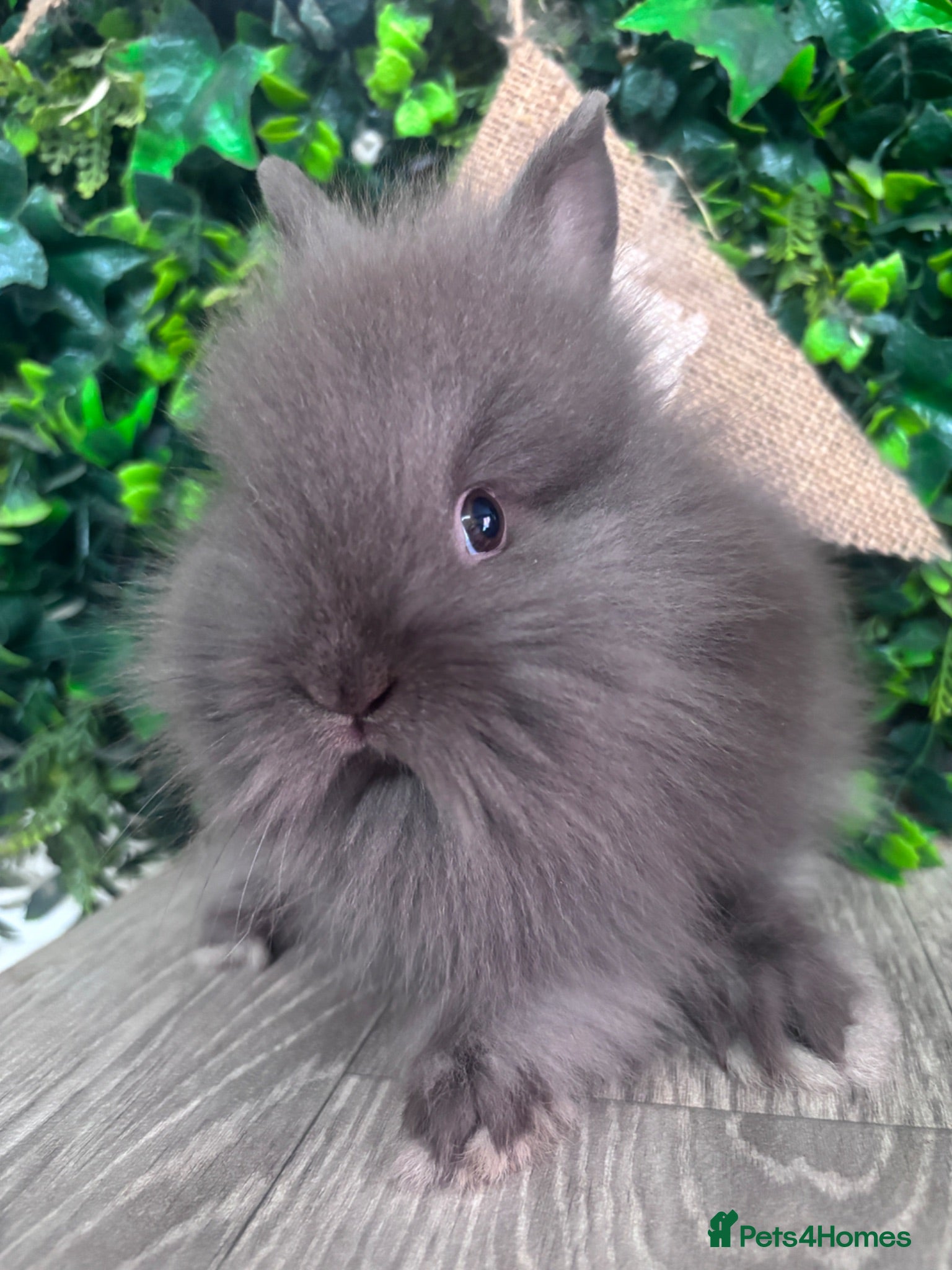 Lionhead rabbits BEAUTIFUL BABY LIONHEAD BUNNIES  - Advert 2