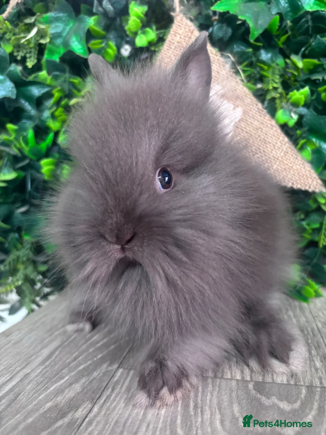 Lionhead rabbits for sale: BEAUTIFUL BABY LIONHEAD BUNNIES  - Advert 2