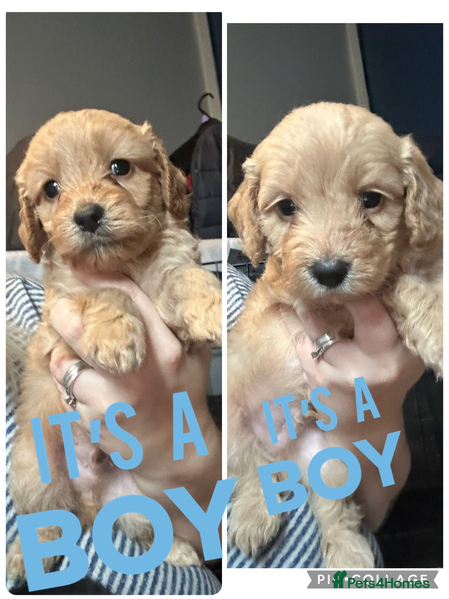 Cockapoo dogs F1 cockapoos  - Advert 16