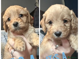 Cockapoo dogs F1 cockapoos - Advert 15