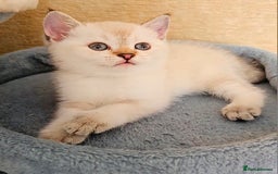 Scottish Fold cats for sale: Pedigree Scottish Folds kittens READY TO LEAVE - Image 2