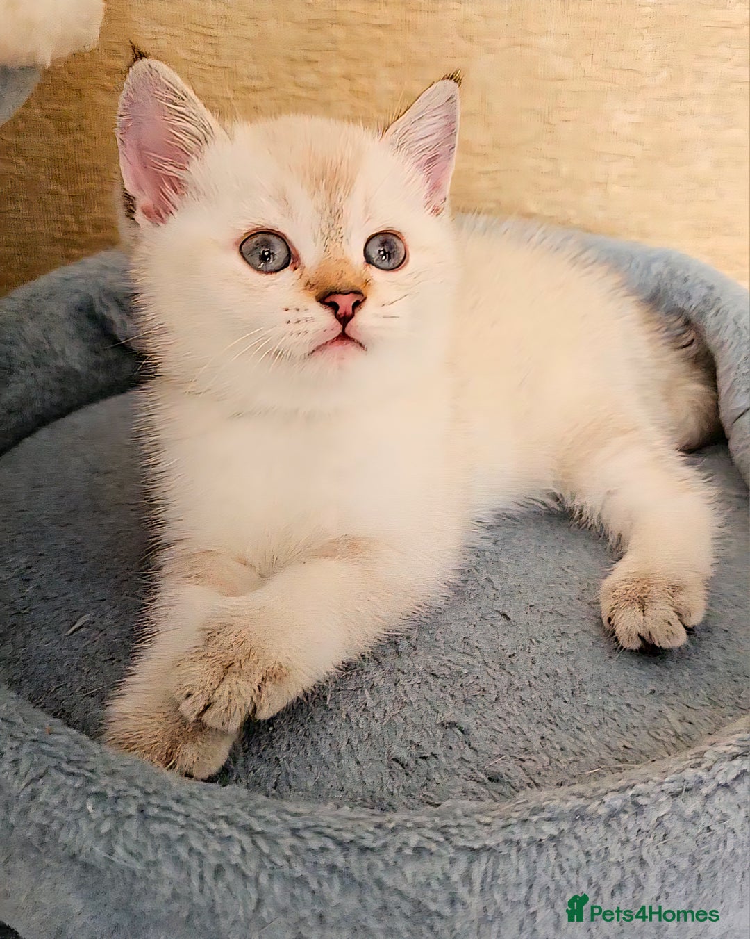Scottish Fold cats for sale: Pedigree Scottish Folds kittens READY TO LEAVE - Image 2