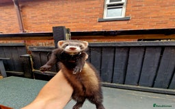 Ferret rodents for sale: 2 x Male Polecat Ferrets - Image 4