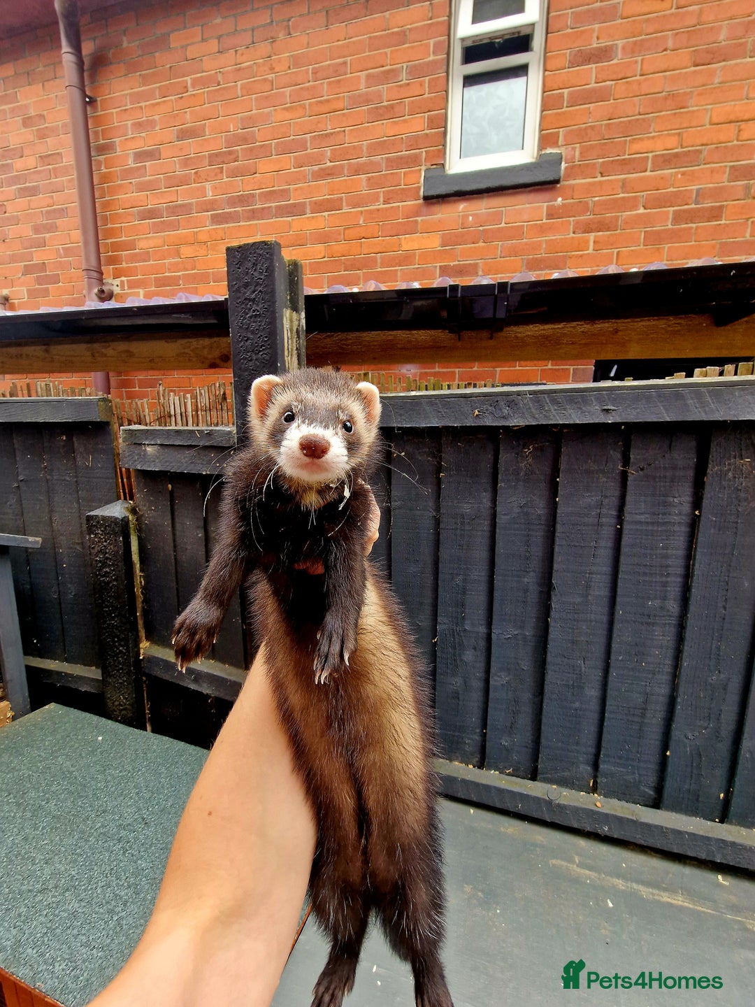 Ferret rodents for sale: 2 x Male Polecat Ferrets - Image 4