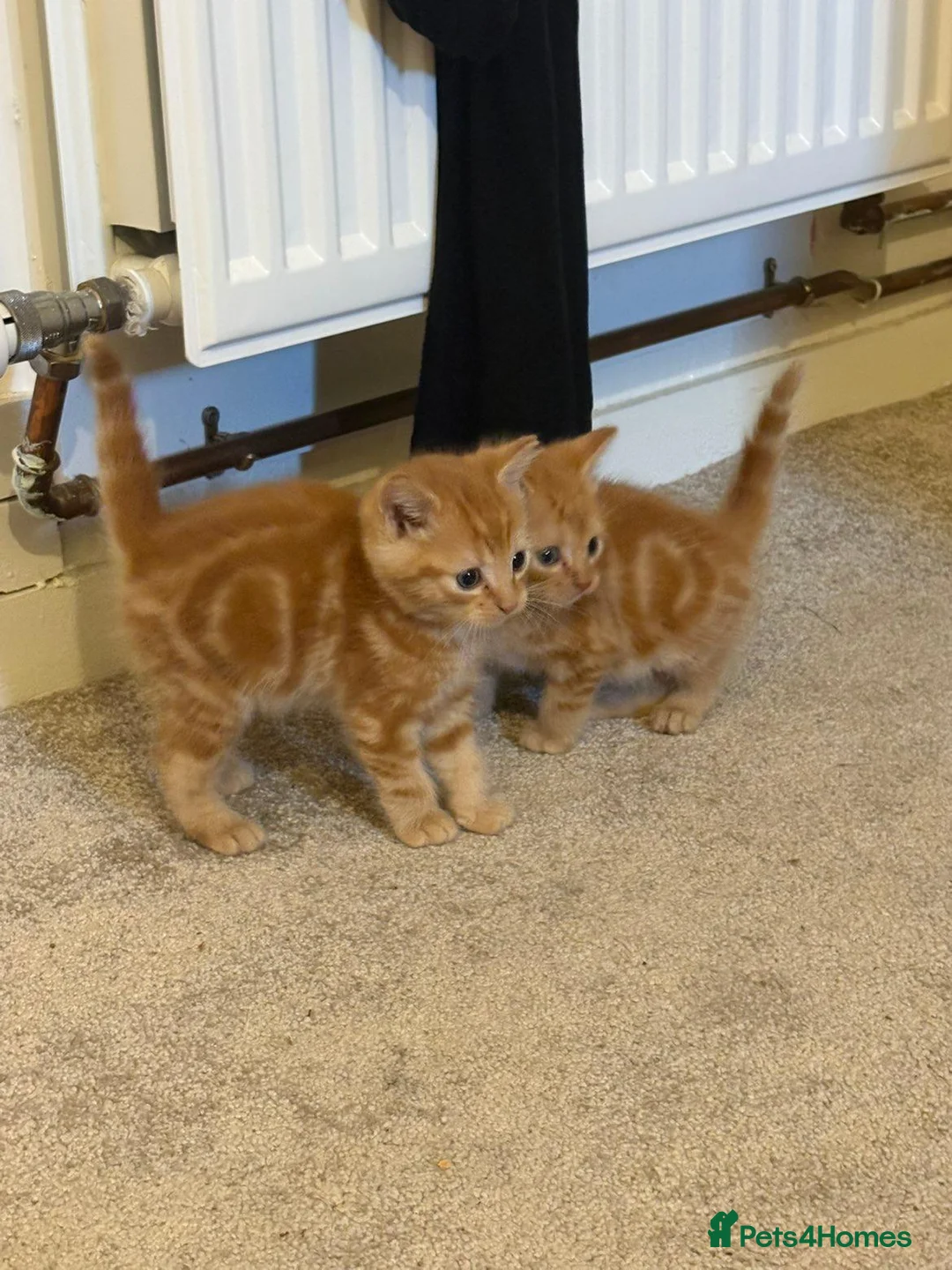 Mixed Breed cats for sale: Three cute mixed breed kittens an one 1yo munchkin - Advert 13