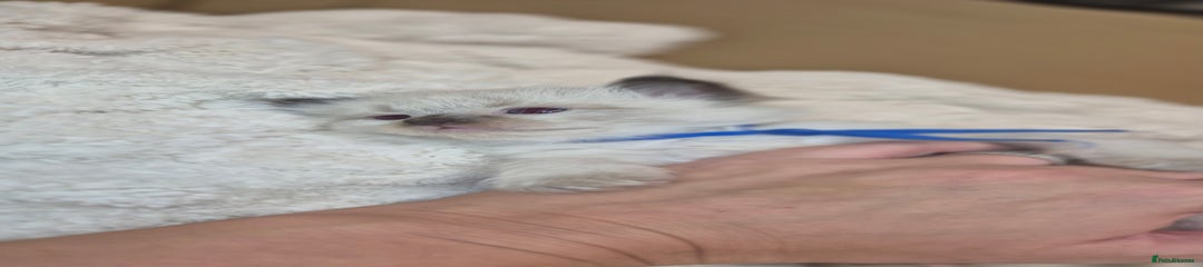 Blue collar Seal Point 