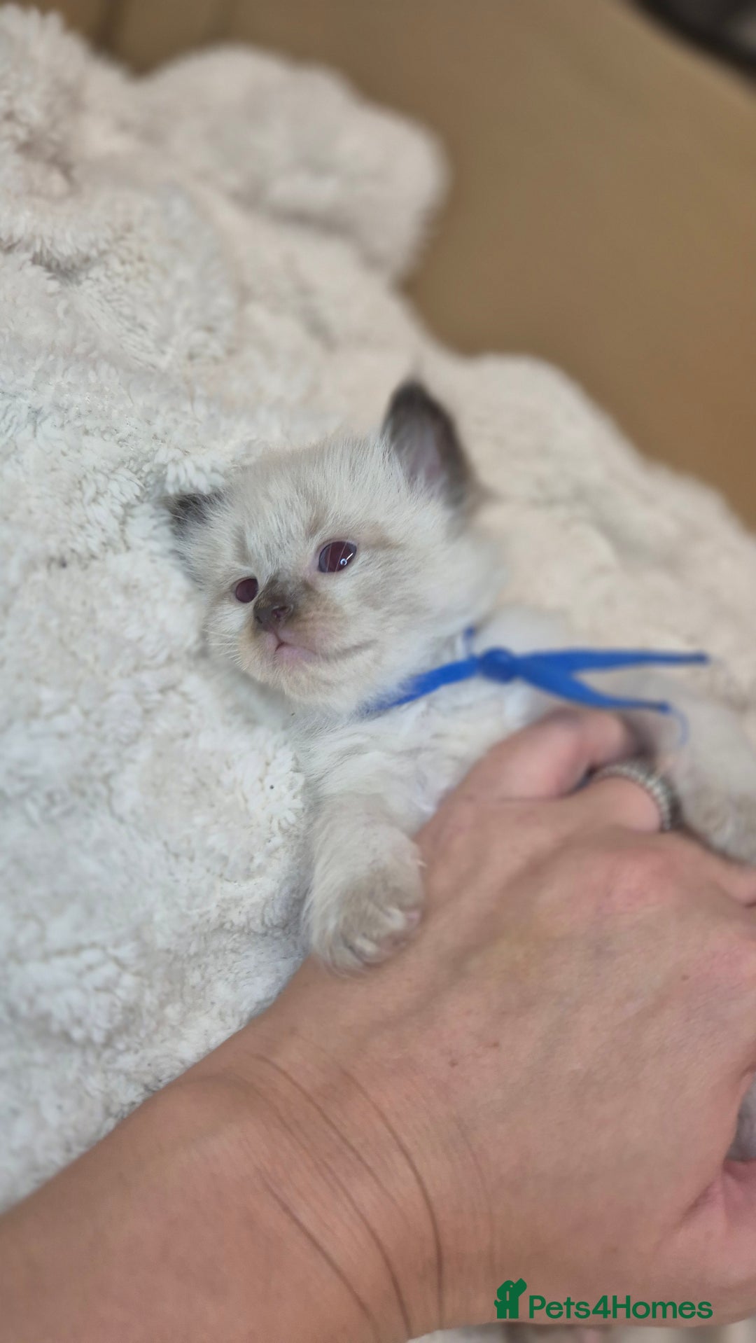 Ragdoll cats for sale: Proven healthy ragdolls 🐾 Sepias & traditionals   - Image 20