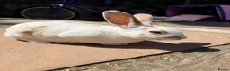 Rex rabbits for sale: 2 x mini Rex bucks looking for forever home  - Advert 3