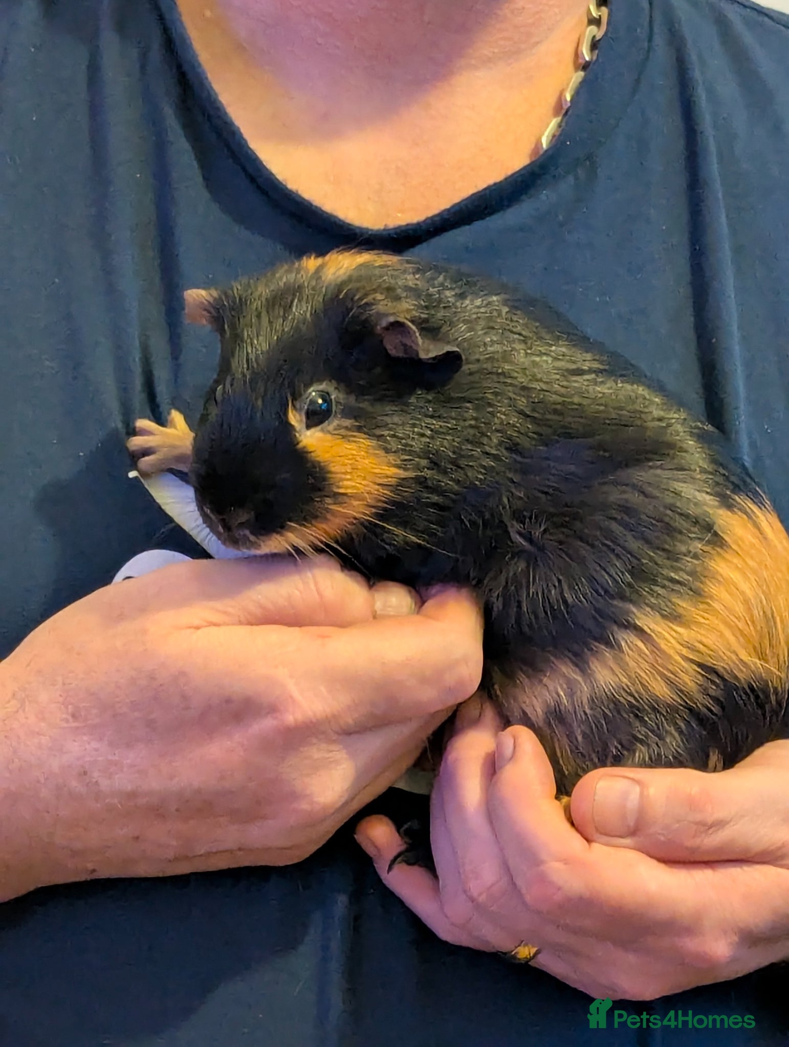 Guinea Pig rodents Pretty baby guinea pigs  - Advert 22