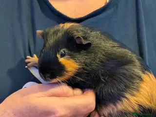 Guinea Pig rodents Pretty baby guinea pigs - Advert 22