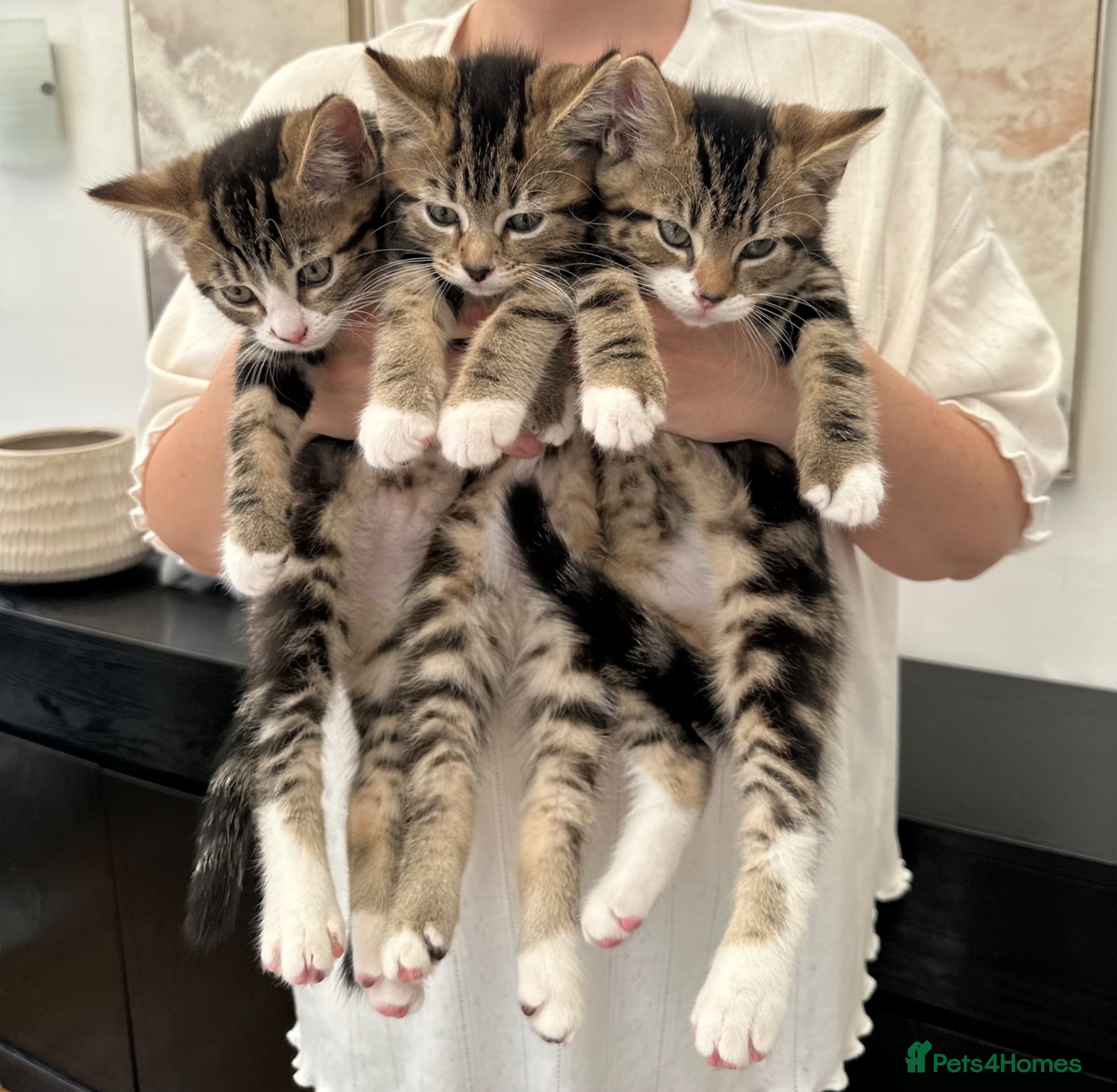 Mixed Breed cats Beautiful tabby kittens ready for forever homes - Advert 1