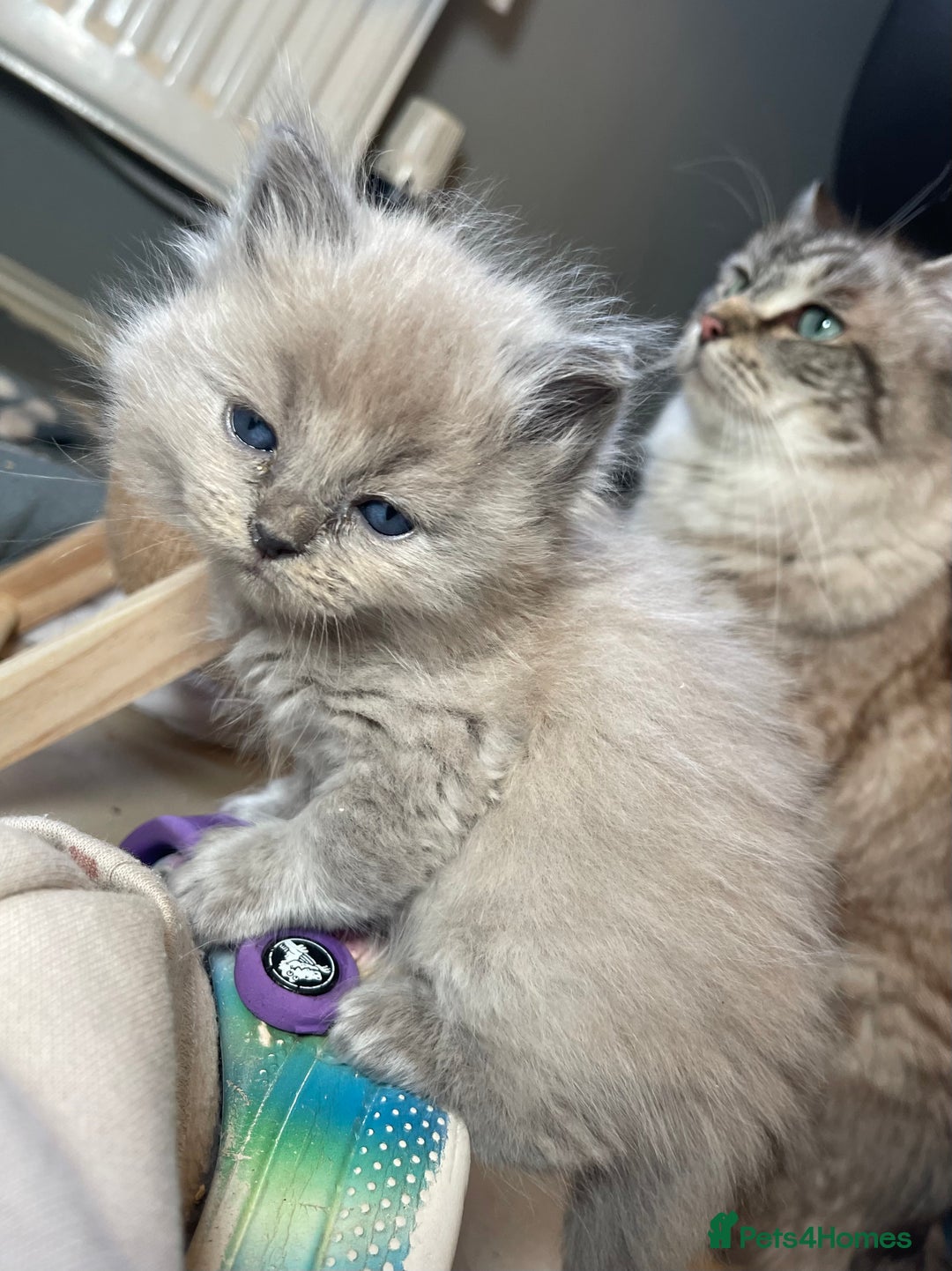 Ragdoll cats for sale: 💫Pedigree Cherubim Ragdolls💫 - Image 5