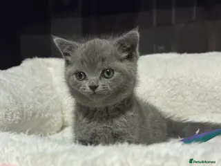 British Shorthair cats British short hair kittens - BLUE AVAILABLE - Advert 7