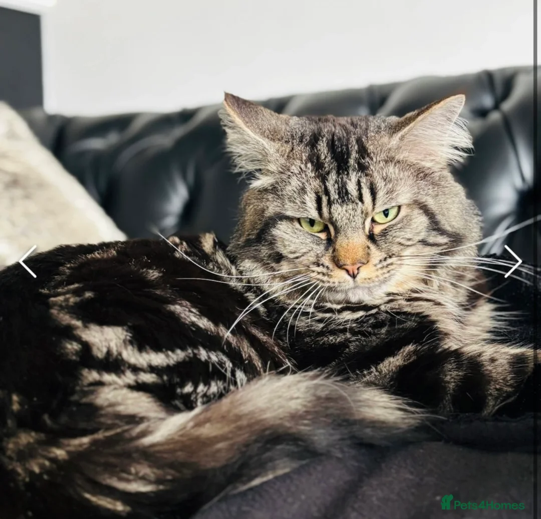 Mixed Breed cats for sale: 1:4 Mainecoon kittens  - Advert 2