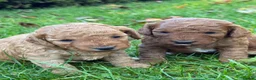 Cockapoo dogs for sale: Gorgeous F1b Cockapoos 5⭐️ Licensed Breeder DNA  - Advert 11