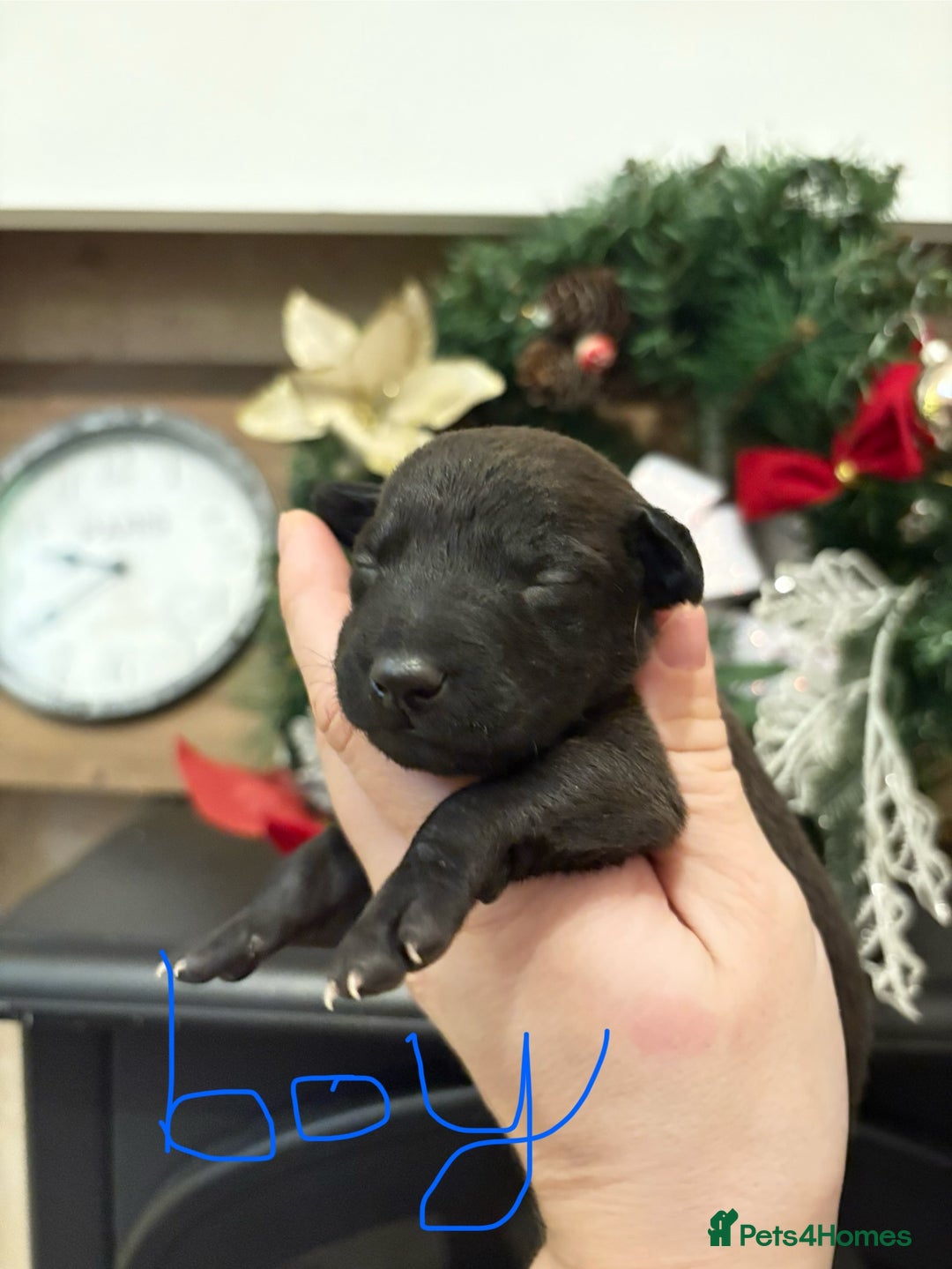 Patterjack dogs for sale: Patterjack  - Advert 6