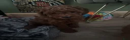 Cavapoo dogs for sale: F1b Cavapoo - Advert 7