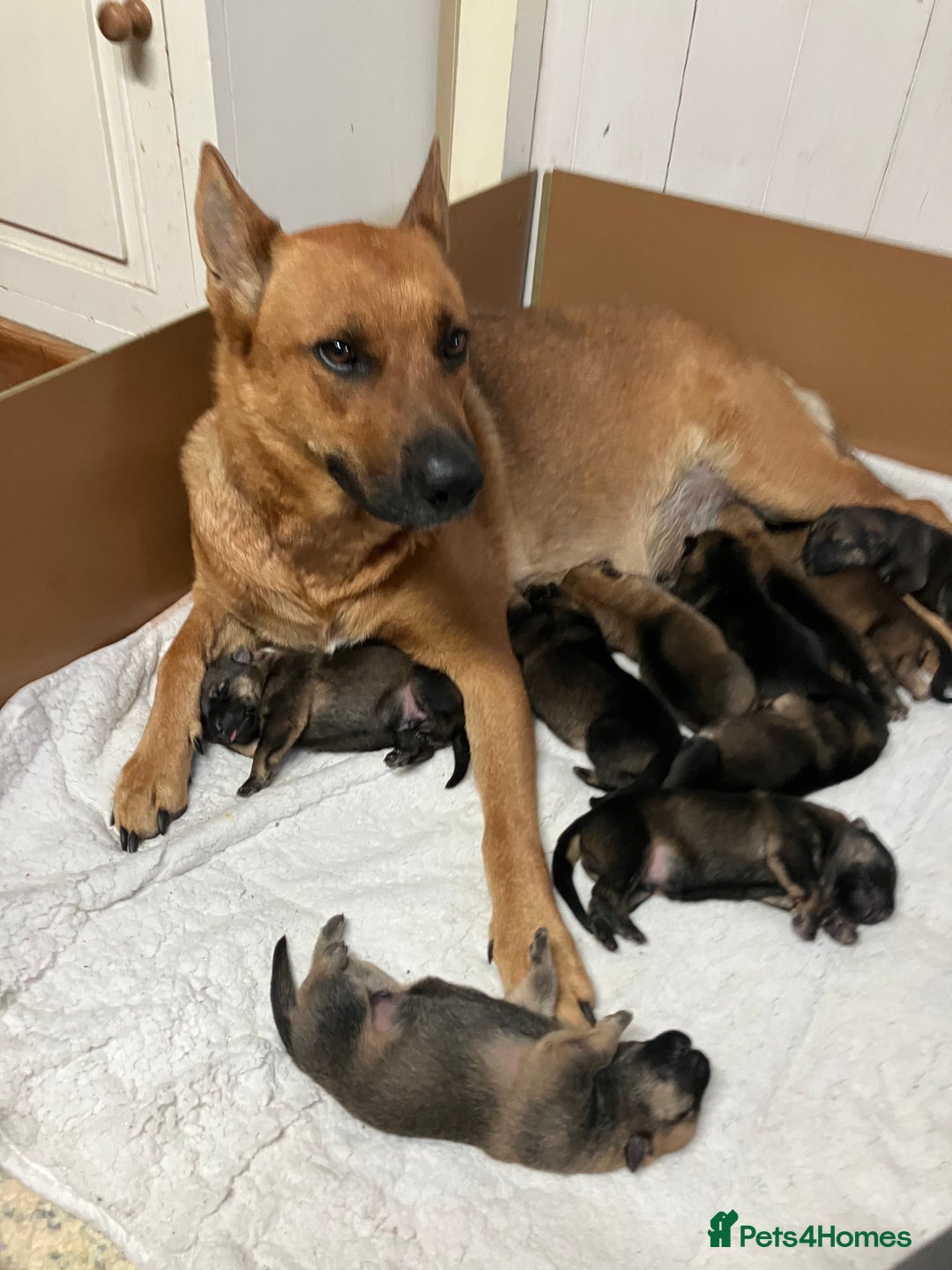 German Shepherd dogs for sale: GSD German Shepherd x Australian kelpie protector - Image 4