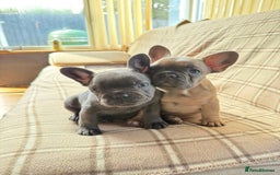 French Bulldog dogs for sale: 💔 Looking for a New Home - Image 6