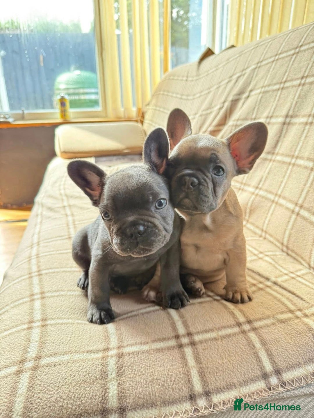 French Bulldog dogs for sale: 💔 Looking for a New Home - Image 6