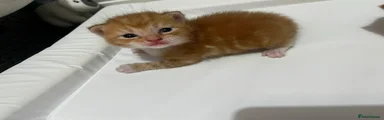 British Shorthair Kitten 2