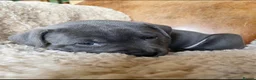 Staffordshire Bull Terrier dogs for sale: Healthy Strong Staffys Pups Playful with kids in Sherborne - Advert 9