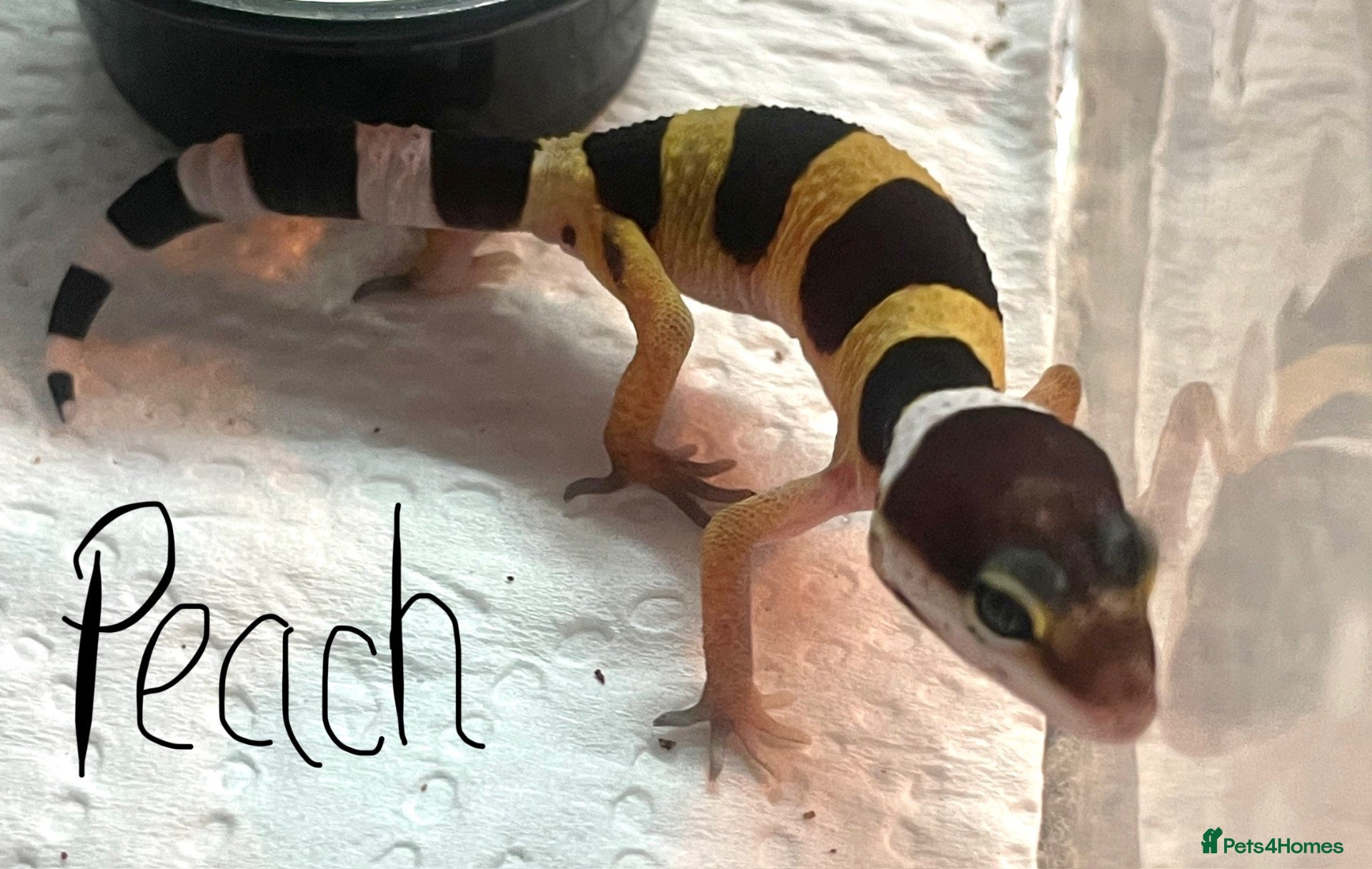Leopard Gecko reptiles Hatchling Leopard Geckos - Advert 8