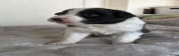 Border Collie dogs for sale: Beautiful border collie puppies - Advert 11