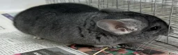 Chinchilla rodents for sale: Chipper, fabulously tame Standard boy  - Advert 3