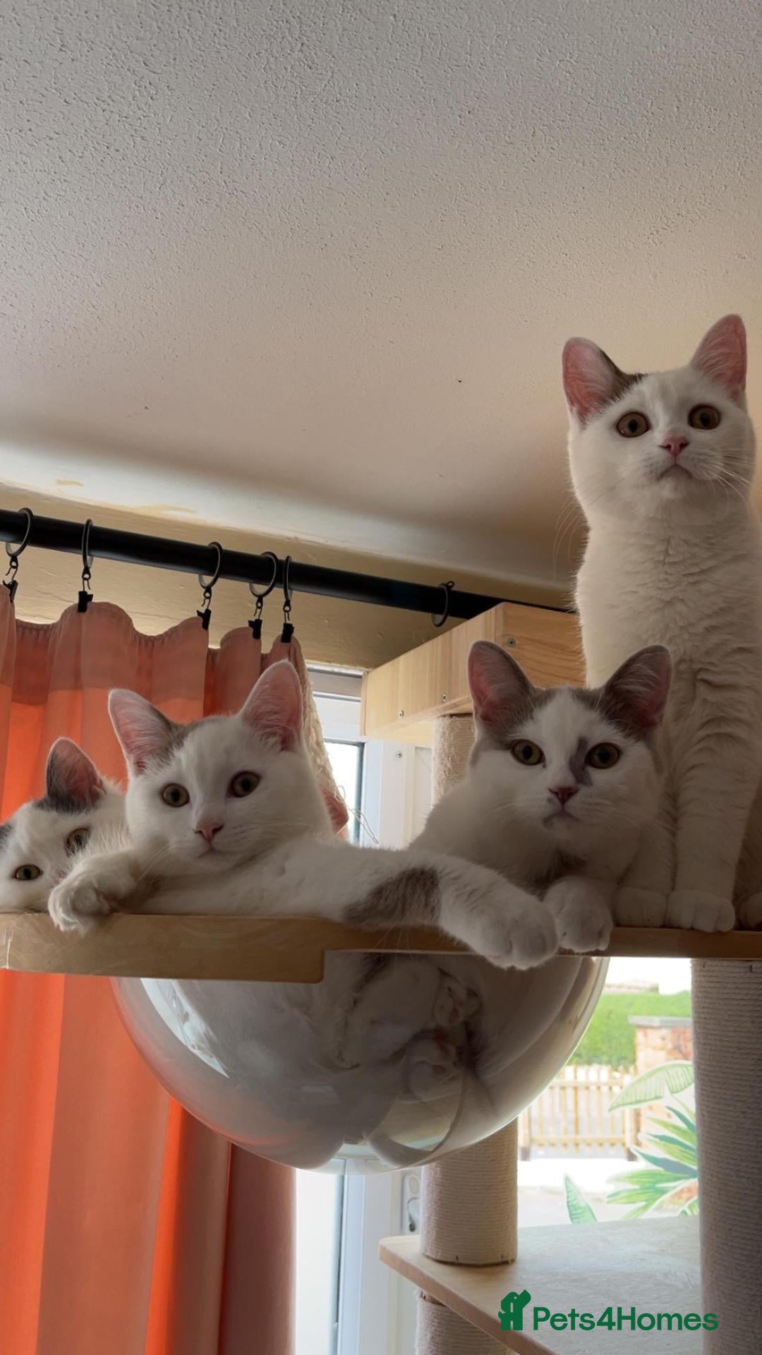Munchkin cats Beautiful long legs Munchkin×BSH kittens  - Advert 5
