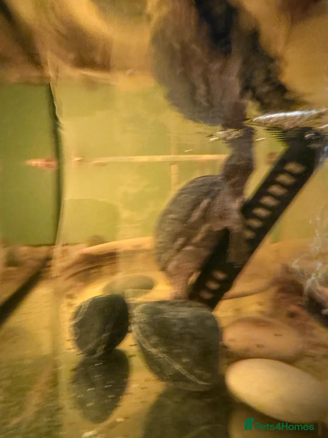 Turtle reptiles for sale: Common musk turtle around 15yrs old.  in Carlisle - Advert 2