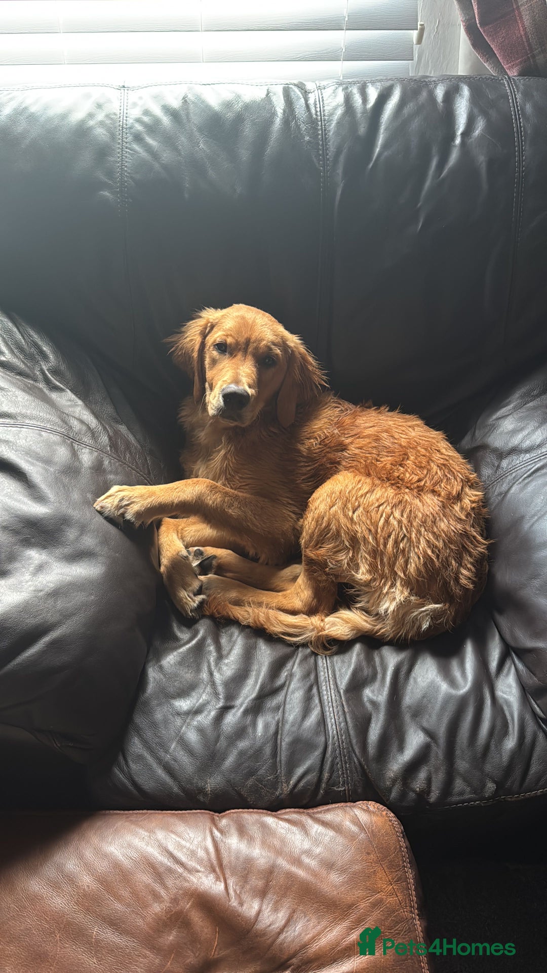 Golden Retriever dogs for sale: Meet Mylo! - Advert 3