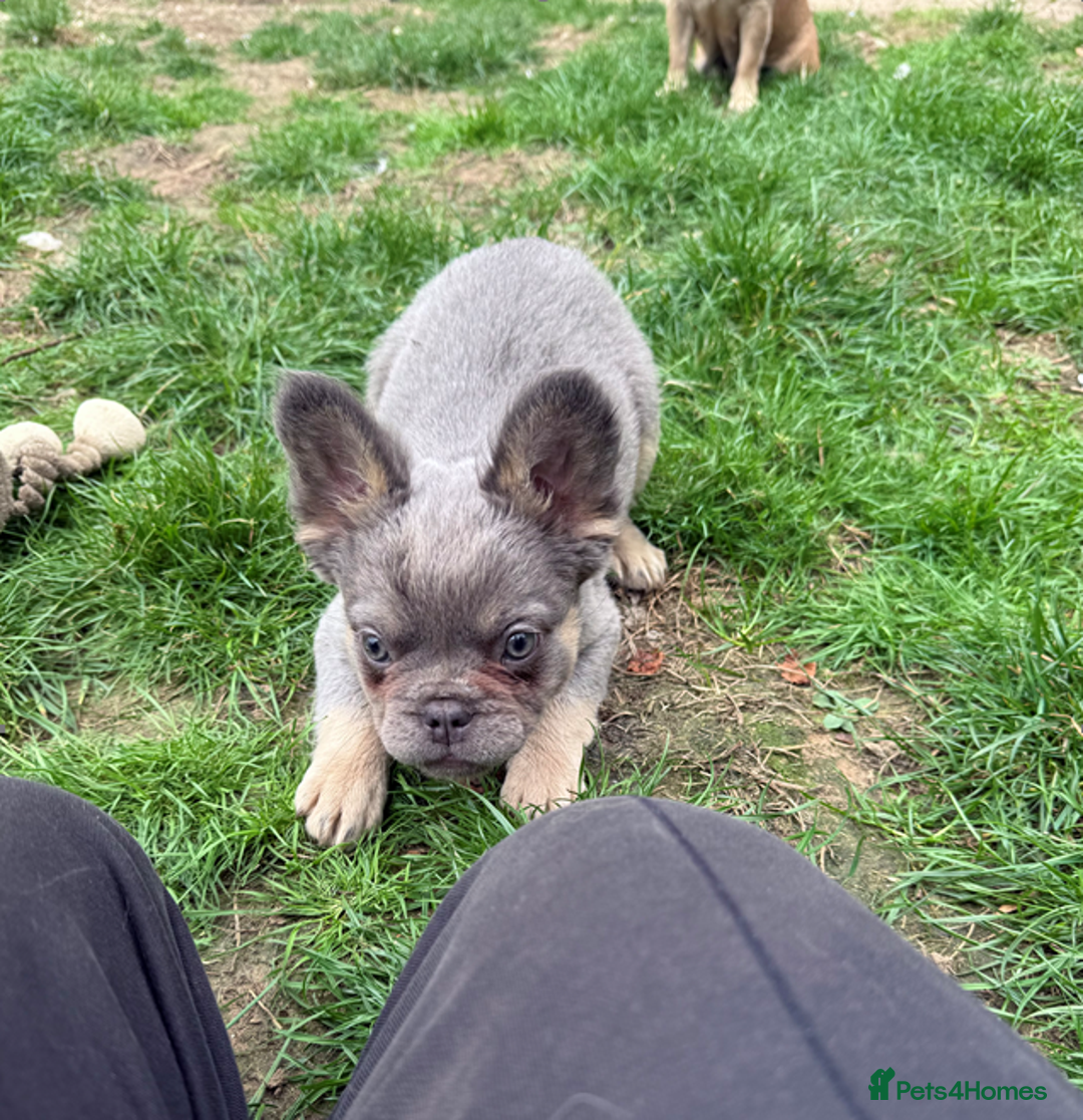 French Bulldog dogs for sale: REDUCED Last Pup! Quality Fluffy 🦁 - READY 🏠 - Advert 11