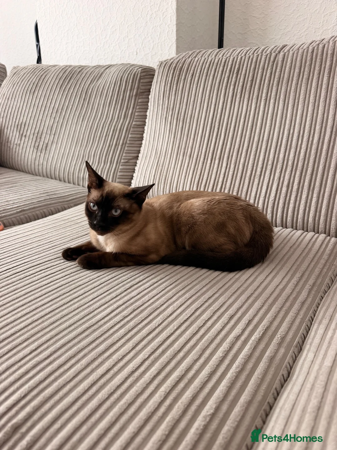 Mixed Breed cats for sale: Beautiful Young Male Cat Looking for a Loving Home in Birmingham - Advert 2