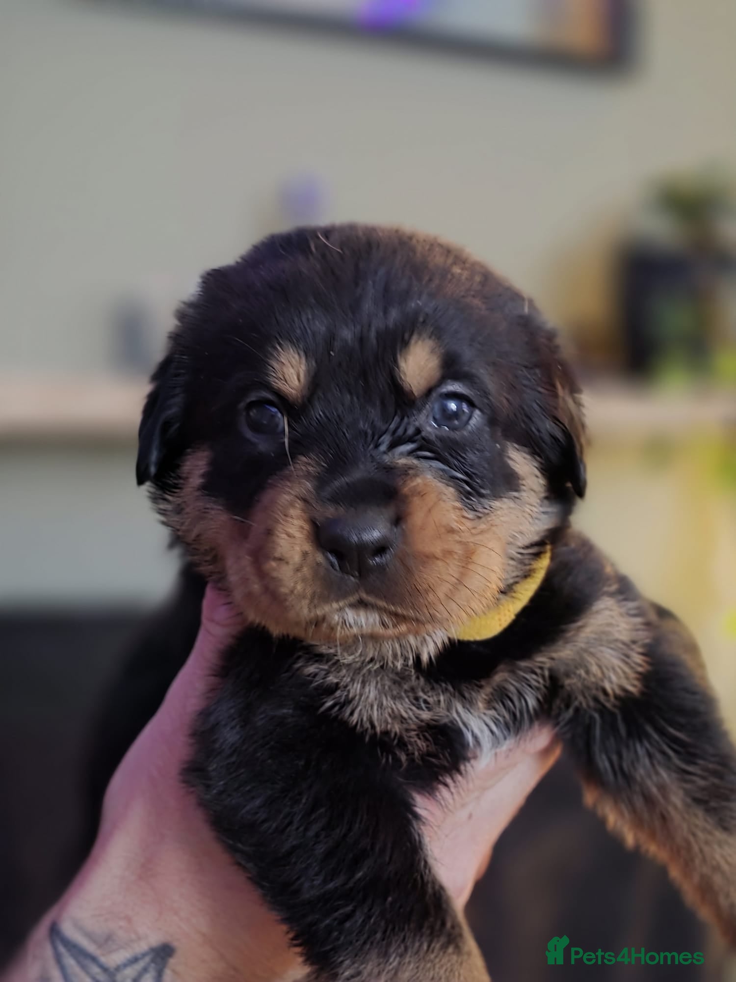 Rottweiler dogs Stunning chunky Rottweiler puppies  - Advert 1
