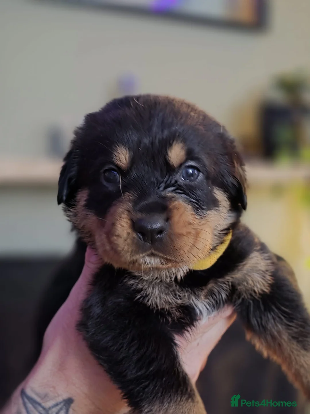 Rottweiler dogs for sale: Stunning chunky Rottweiler puppies  - Advert 13
