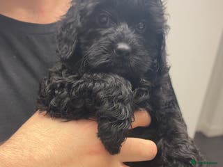 Cockapoo dogs Female Phantom cockapoo - Advert 9