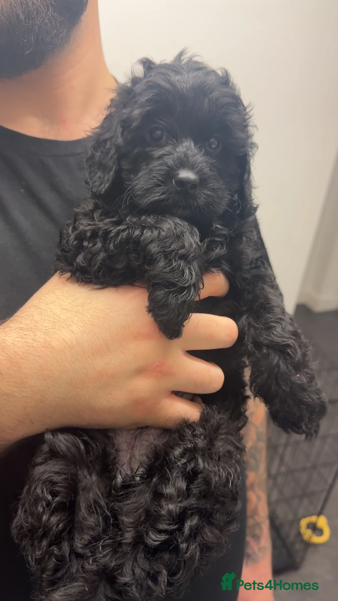 Cockapoo dogs for sale: Female Phantom cockapoo - Advert 1