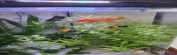 Swordtails fish for sale: Red Swortail pair and 3 Gold Black Platies in London - Advert 3